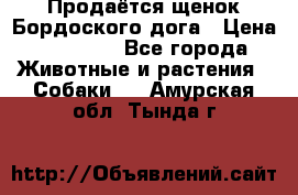 Продаётся щенок Бордоского дога › Цена ­ 37 000 - Все города Животные и растения » Собаки   . Амурская обл.,Тында г.